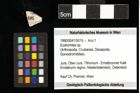 Foto (Objekt + Etiketten) von Eodromites sp. 